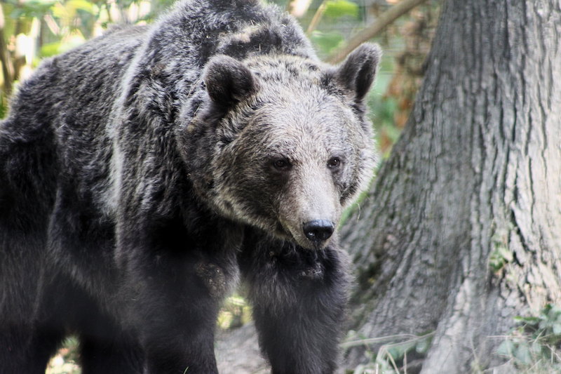 Roumanie : l&rsquo;ours, le prince chasseur et les humains