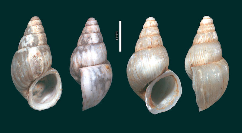 Monténégro : un escargot nommé Đoković