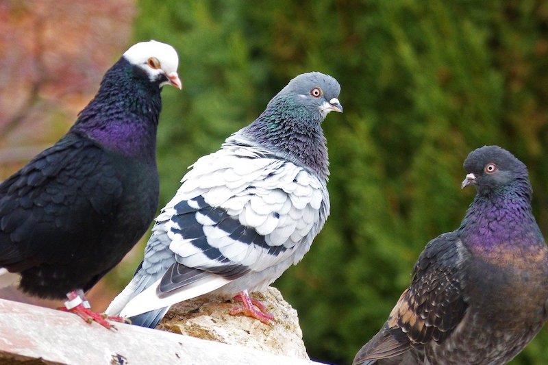 Serbie : le blues des éleveurs de pigeons