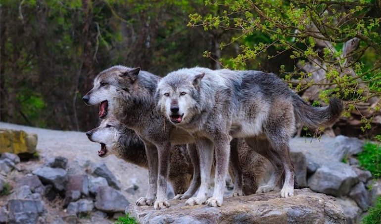 Croatie : dans les campagnes désertées, le retour des loups