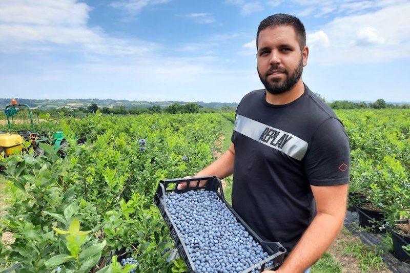 Serbie : la myrtille, nouvel «&nbsp;or bleu-noir&nbsp;» de la Šumadija