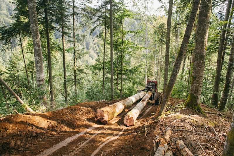 Anatomie d’un écocide : petite histoire de la déforestation de masse en Roumanie