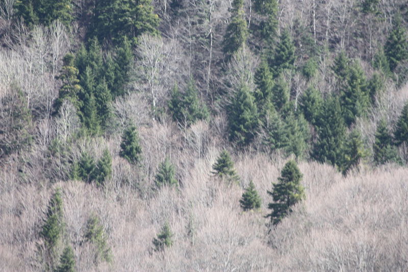 En Bulgarie, la déforestation est aussi un miroir des inégalités sociales