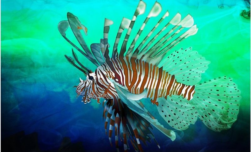 Adriatique : ces espèces envahissantes qui altèrent la biodiversité