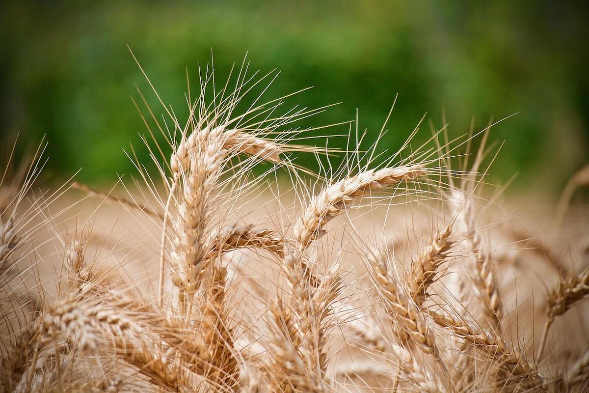 Crise alimentaire mondiale : la Serbie mise sur les exportations vers l&rsquo;Afrique et l&rsquo;Asie