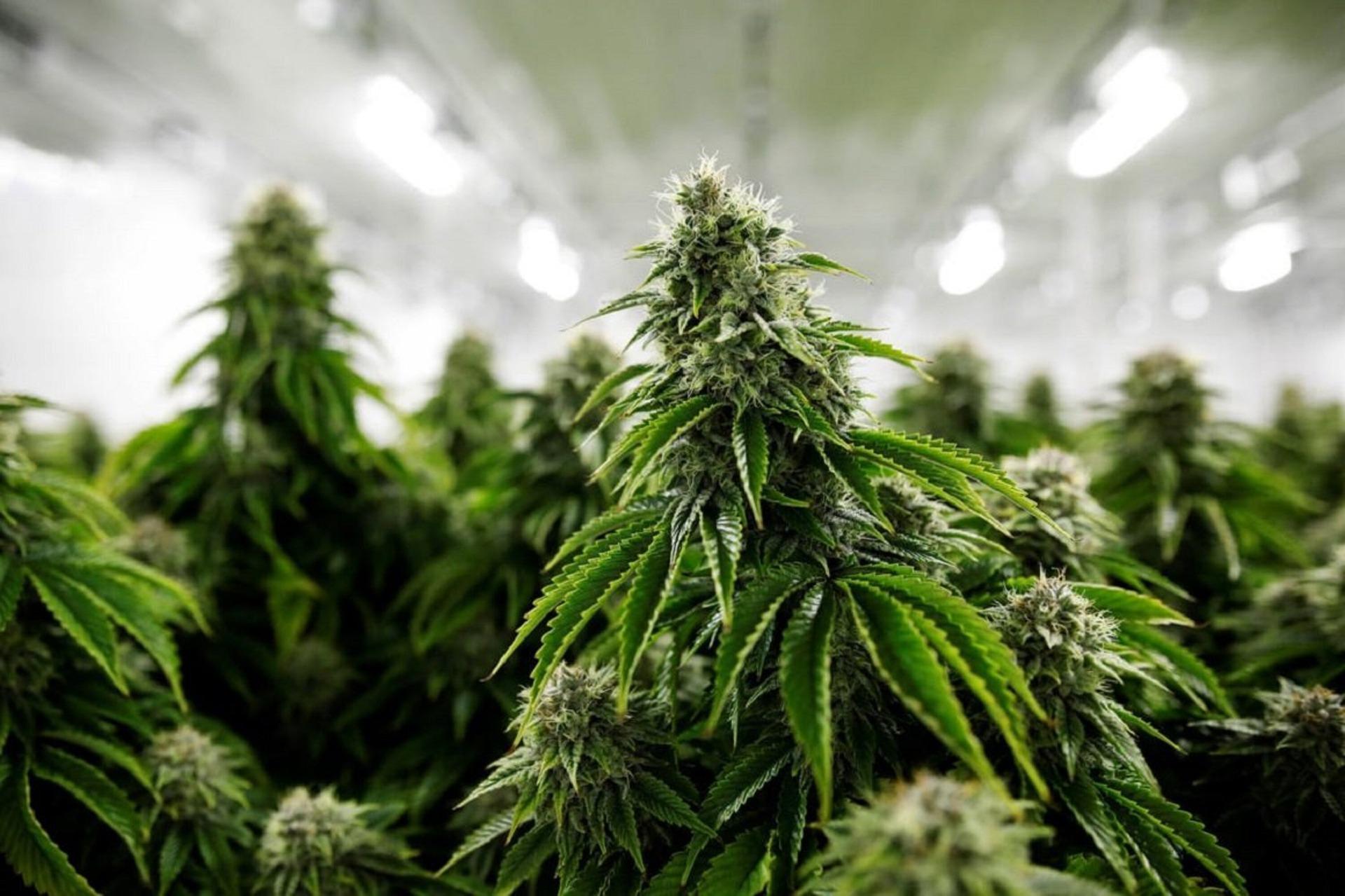 Monténégro : vers une légalisation du cannabis ?