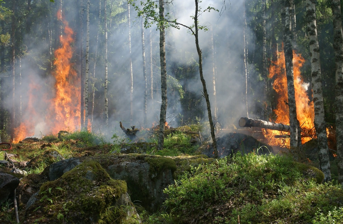 Balkans : avec le changement climatique, il y aura de plus en plus de feux de forêt