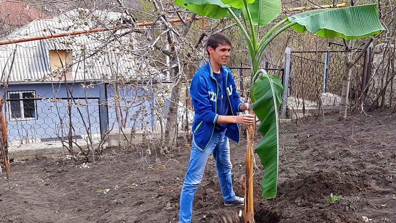 Réchauffement climatique : on mangera bientôt des bananes de Roumanie