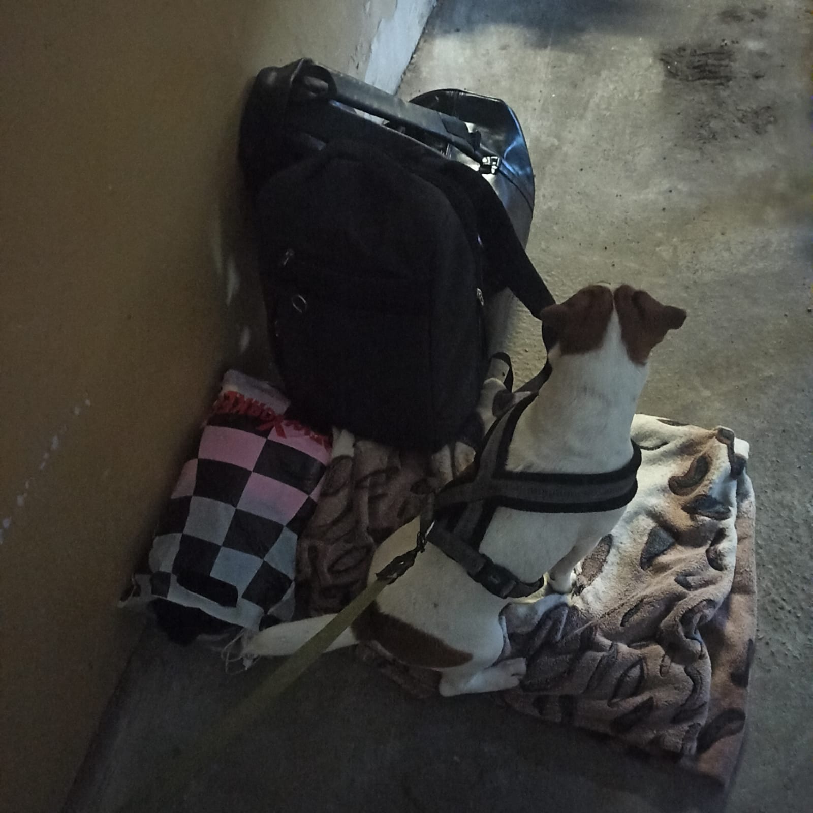 Tous les trains avant le nôtre ont été annulés un par un. Le chien était nerveux. Tous les trains avant le nôtre ont été annulés un par un. Le chien était nerveux.