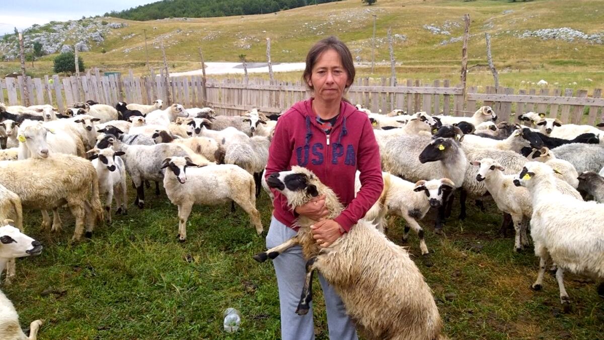 Monténégro : Slavka Adžović, la dure vie d&rsquo;une bergère tsigane