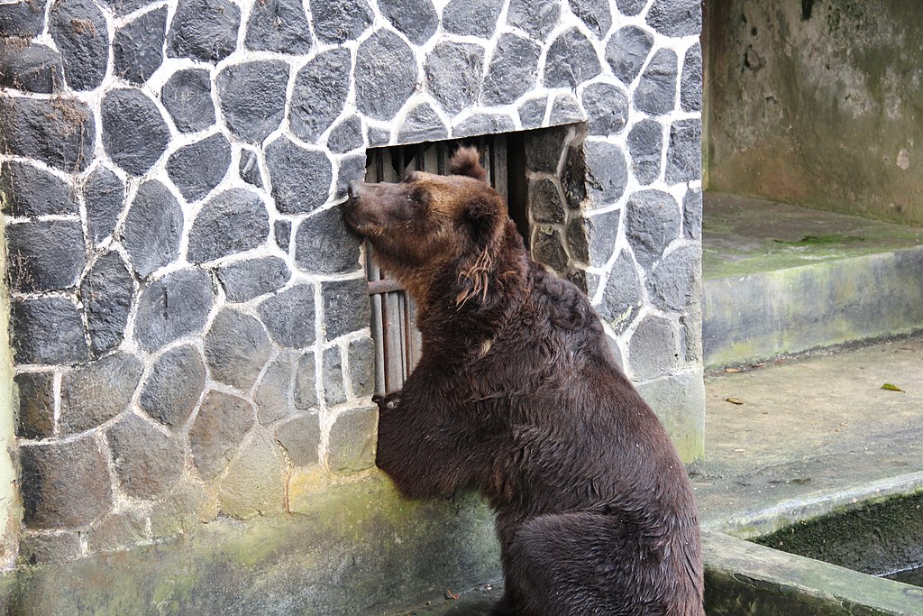 Albanie : le dernier ours en cage enfin libéré