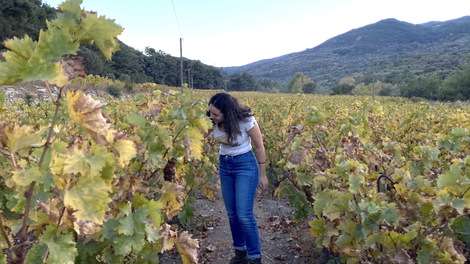 Grèce : une nouvelle génération de femmes se met à faire du vin