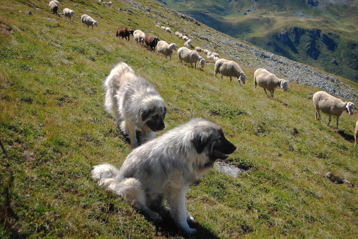 Les chiens bergers des montagnes du Sharr, vaillants héros des troupeaux