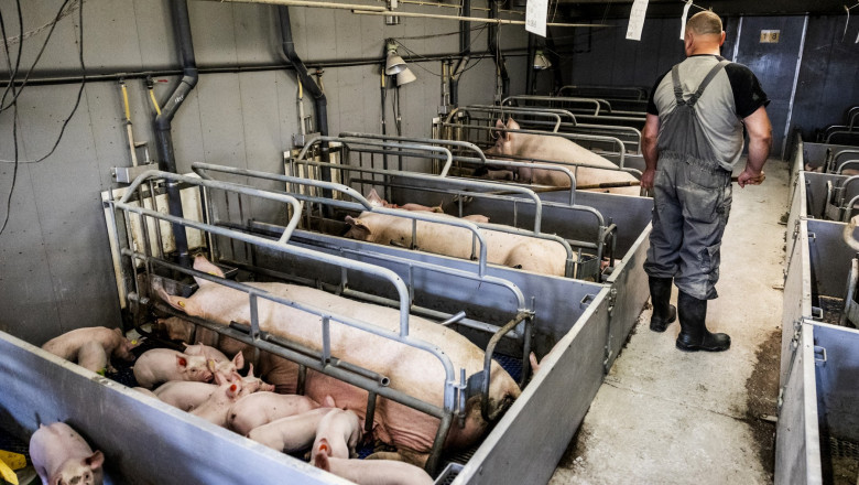 Peste porcine et concurrence européenne : la fin du cochon roumain