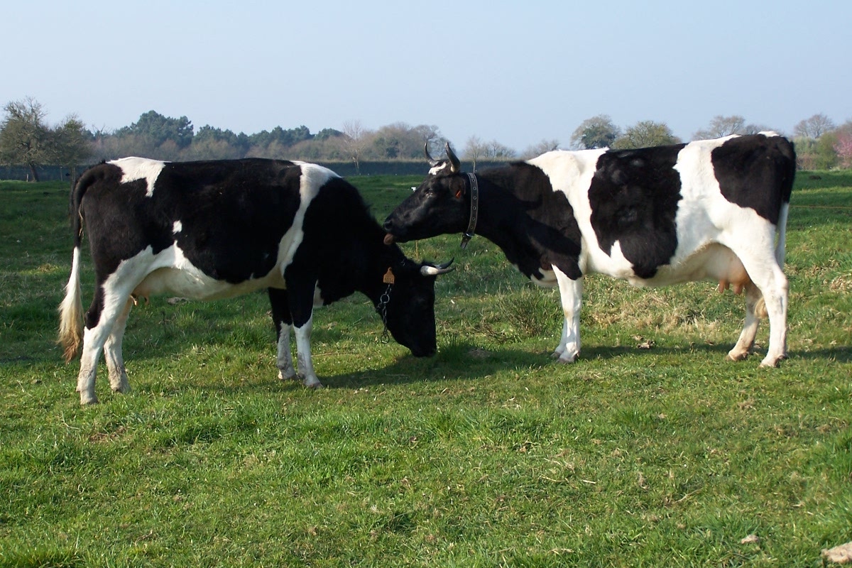 Littérature : Monsieur Burbur, ses vaches, sa langue, les jeunes et l&rsquo;Europe