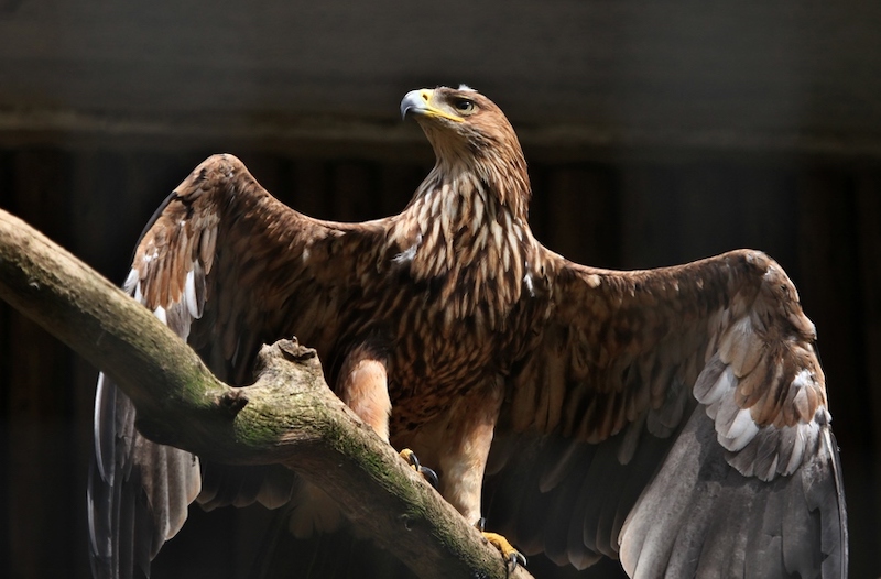 Environnement : l’aigle impérial, symbole national serbe, menacé de disparition