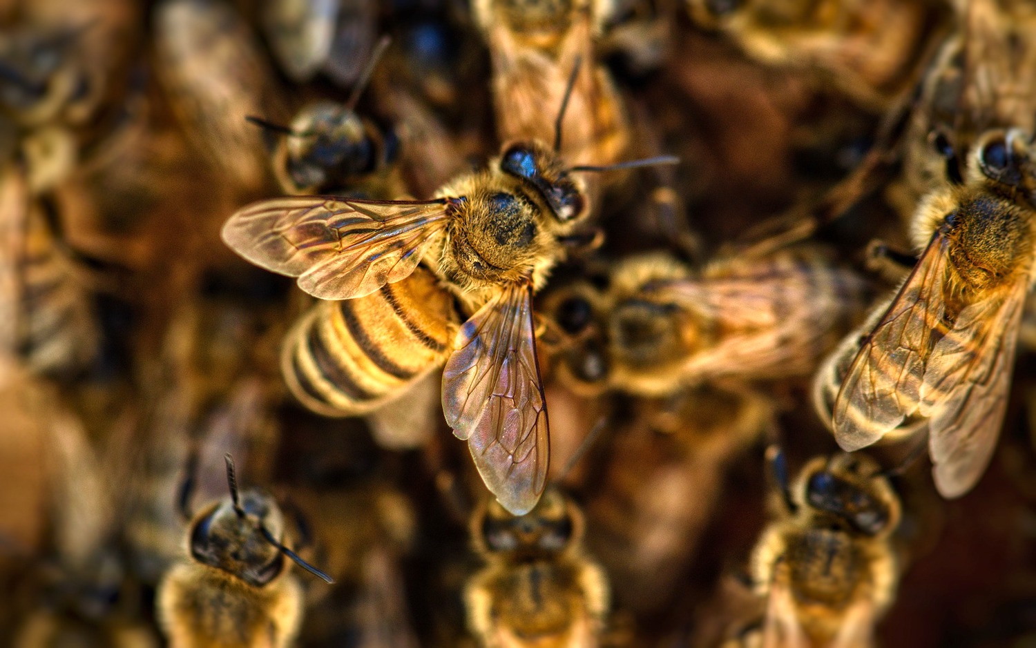 Croatie : les détenus, le miel et les abeilles