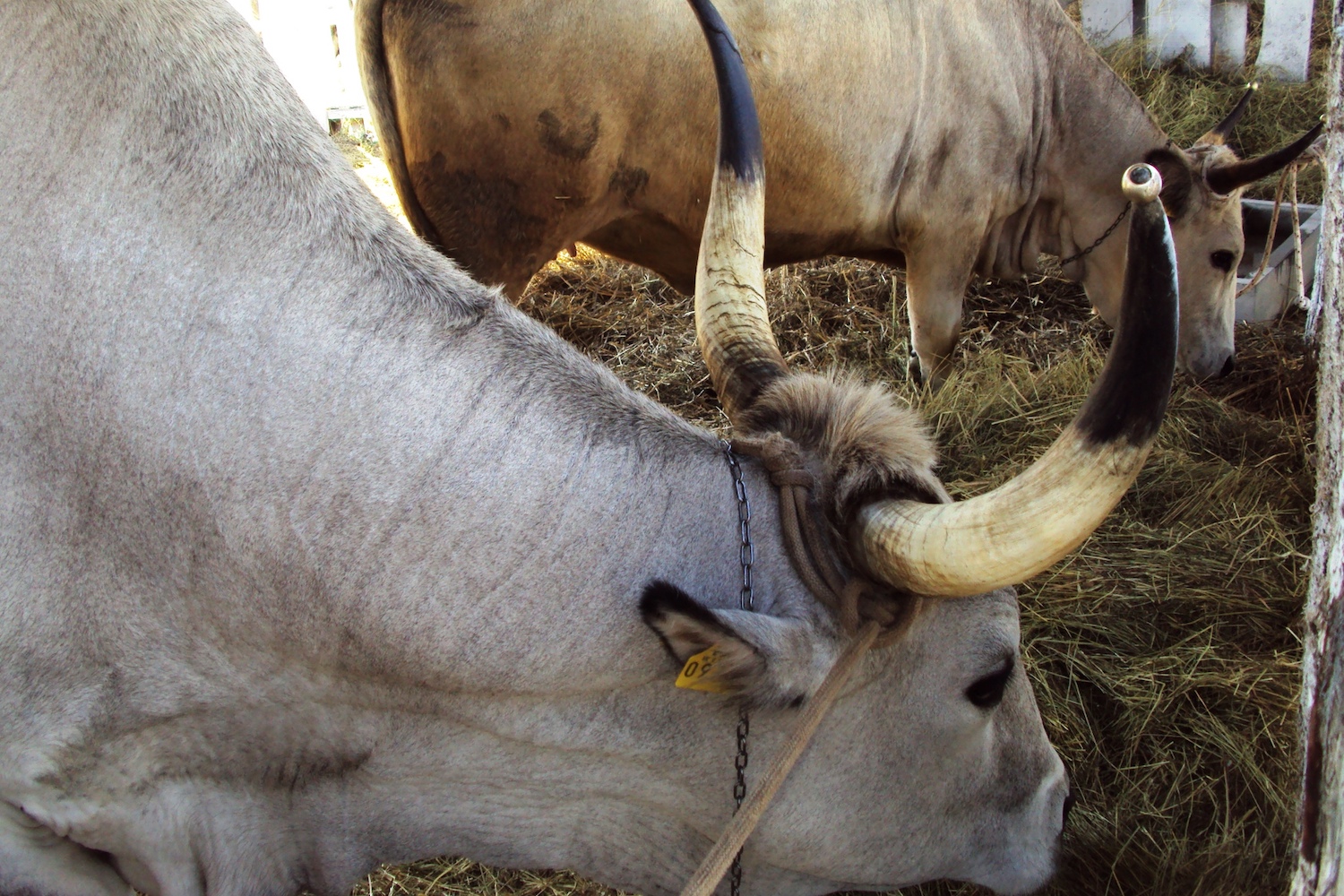 Croatie : comment le tourisme tue l&rsquo;agriculture locale