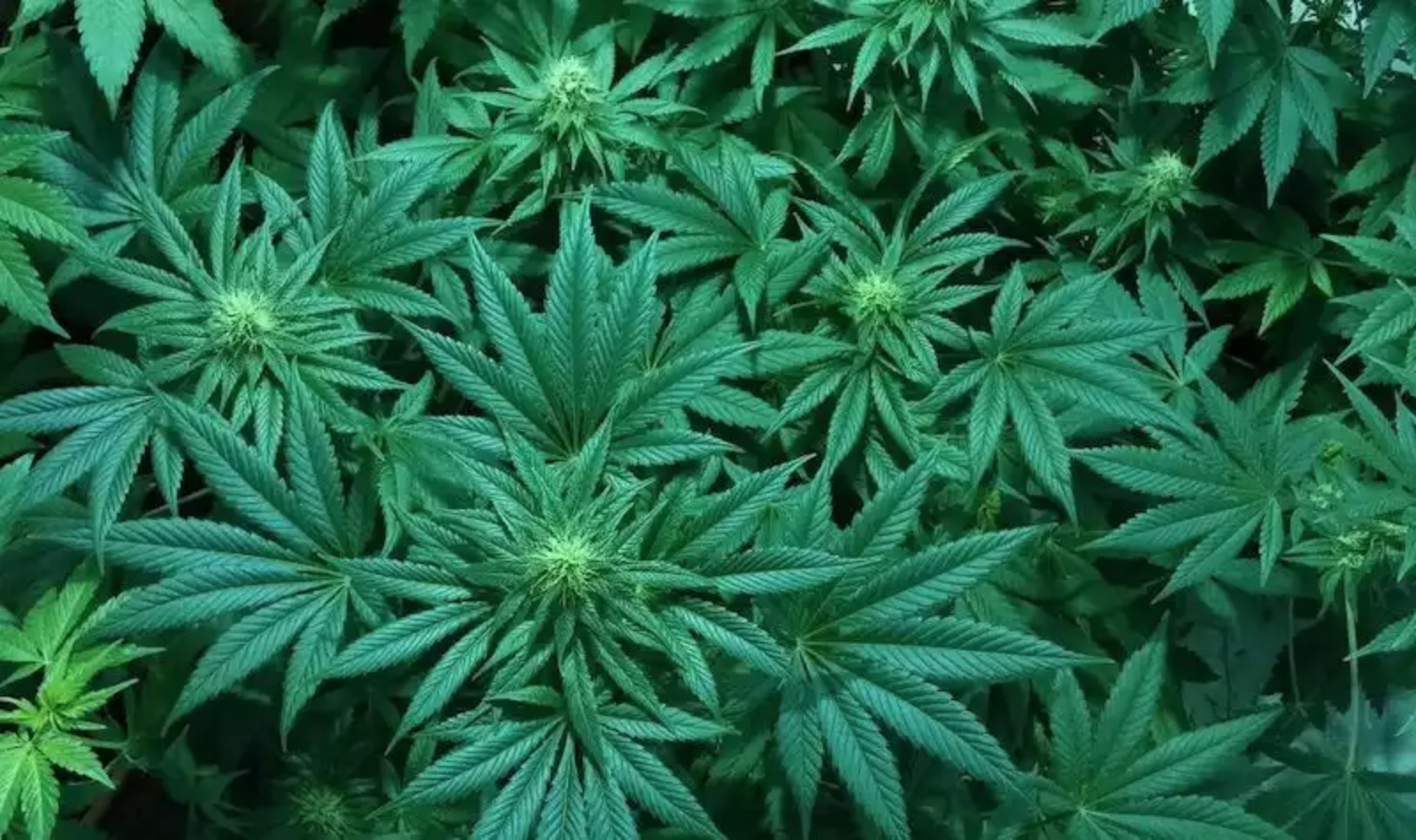 L&rsquo;Albanie s&rsquo;apprête à légaliser le cannabis à usage médical