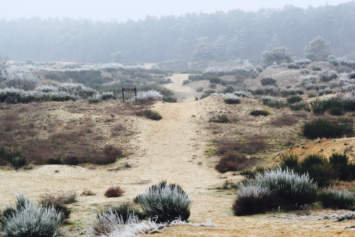 Les dunes du «Sahara croate» sont en danger