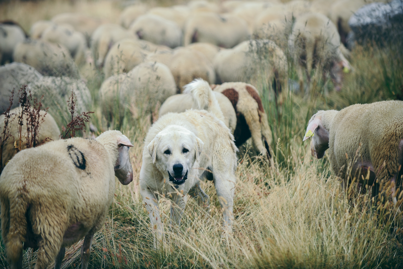 Kosovo : dans les montagnes du Shar/Šar, des éleveurs sans relève