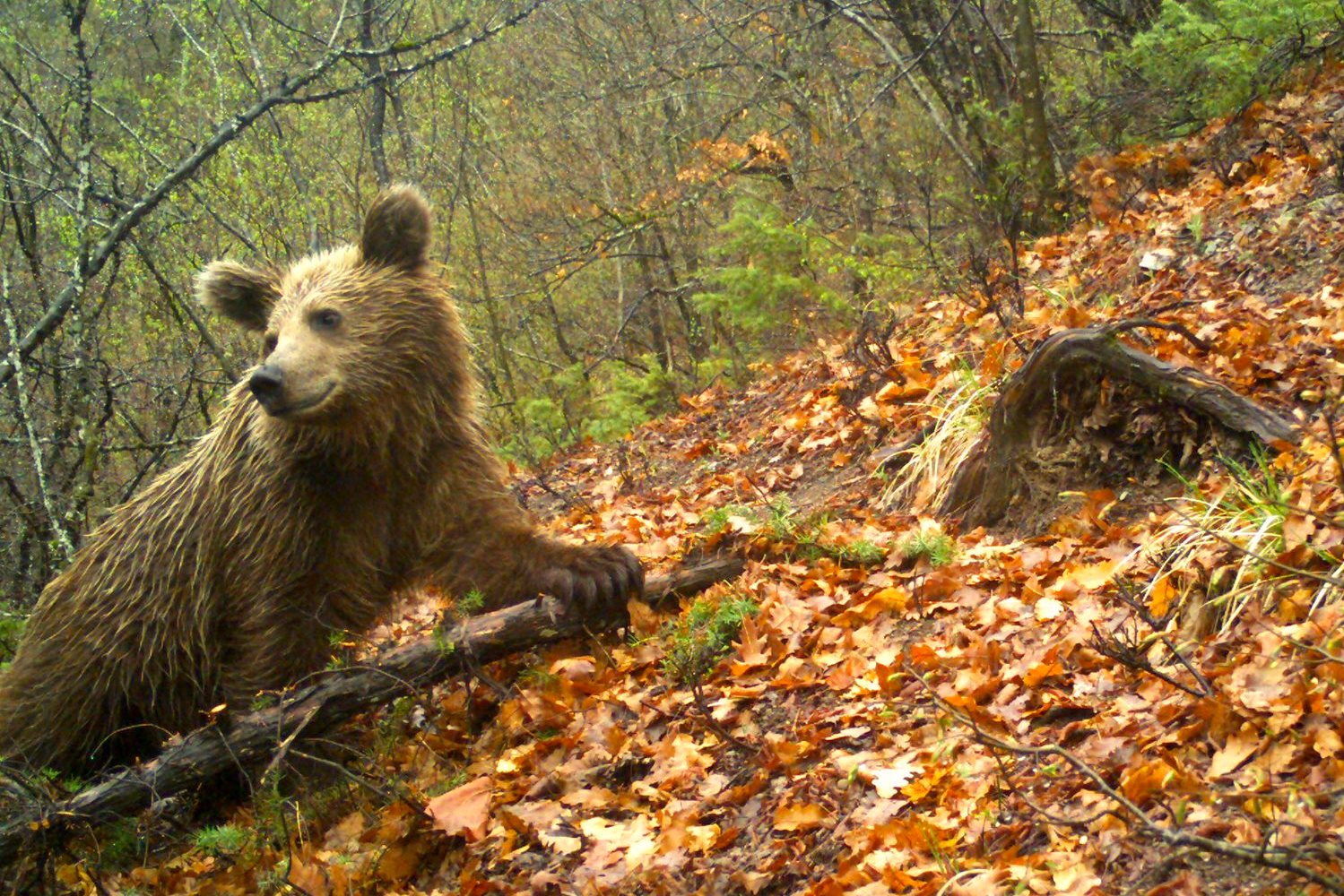 Macédoine du Nord : dans le Parc national de Mavrovo, rien ne va plus entre les ours et les humains