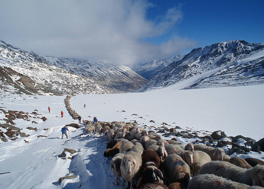 Albanie : la transhumance, pratique millénaire au patrimoine immatériel de l&rsquo;Unesco
