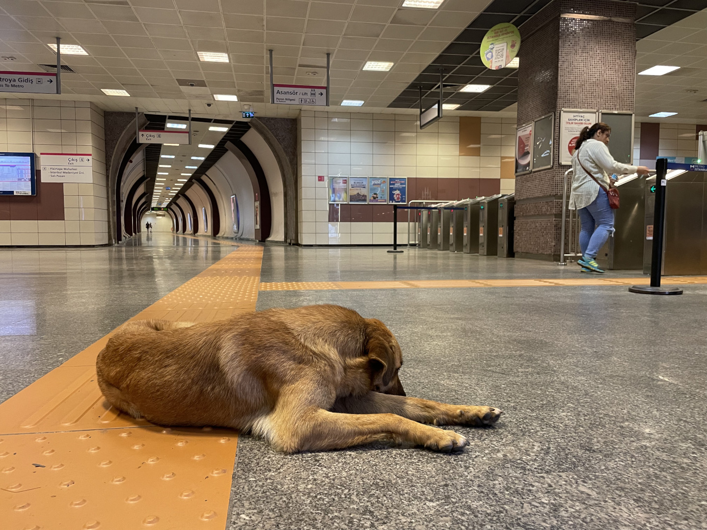 Turquie : la survie des chiens errants en suspens