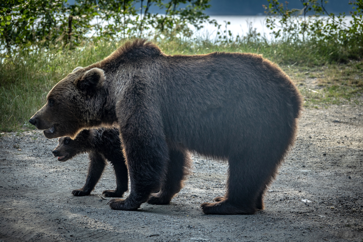 Roumanie : une loi d&rsquo;urgence controversée pour limiter les accidents avec les ours