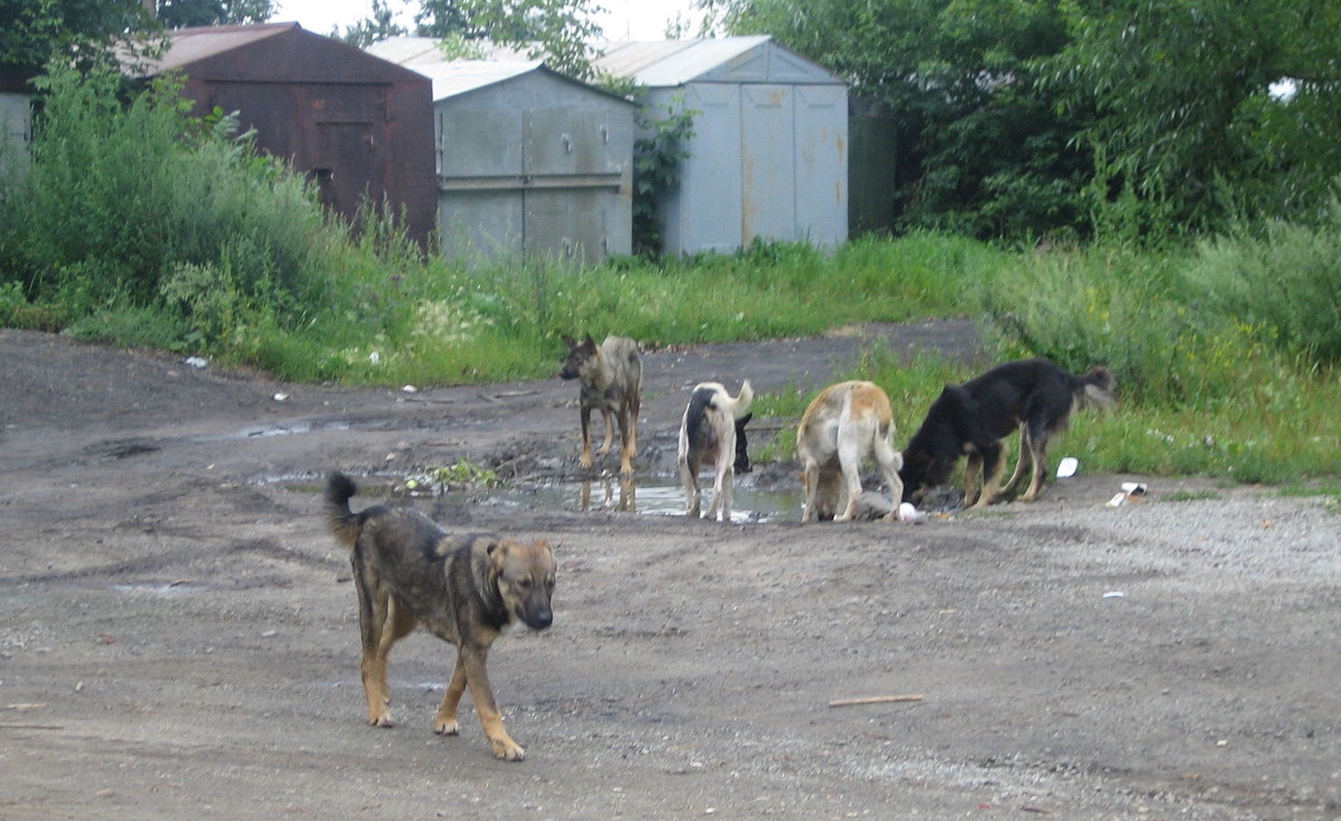 Chiens errants