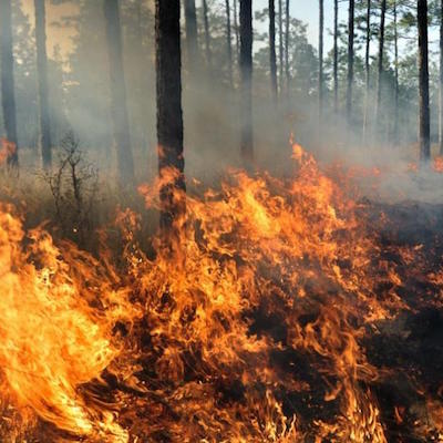 «Nouvelle normalité» : les incendies ravagent la Bulgarie