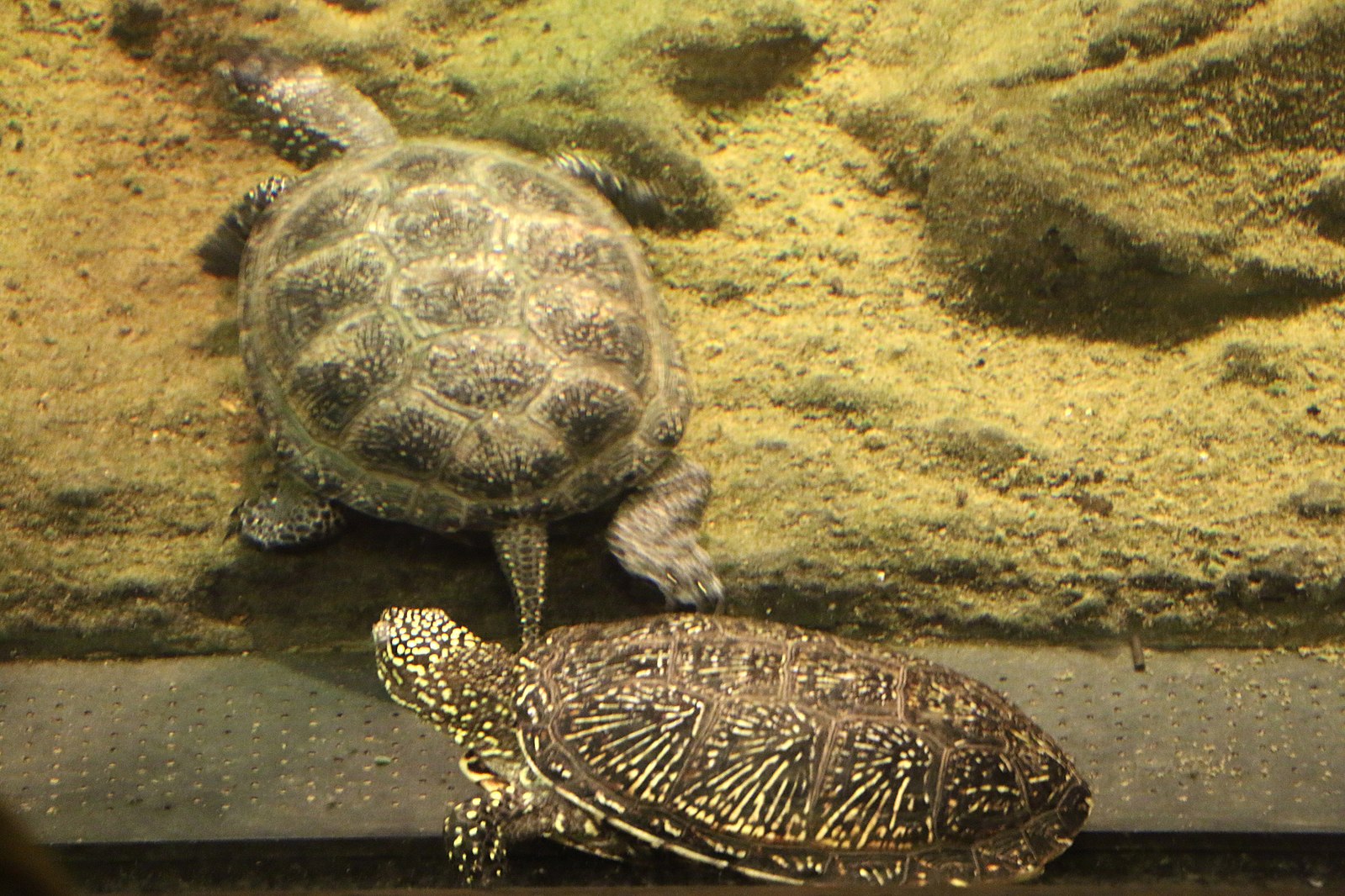 Slovénie : il faut sauver la tortue d’eau douce des marais de Ljubljana