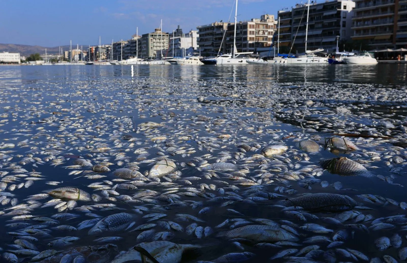 Catastrophe écologique en Grèce : le golfe de Vólos envahi par des poissons morts