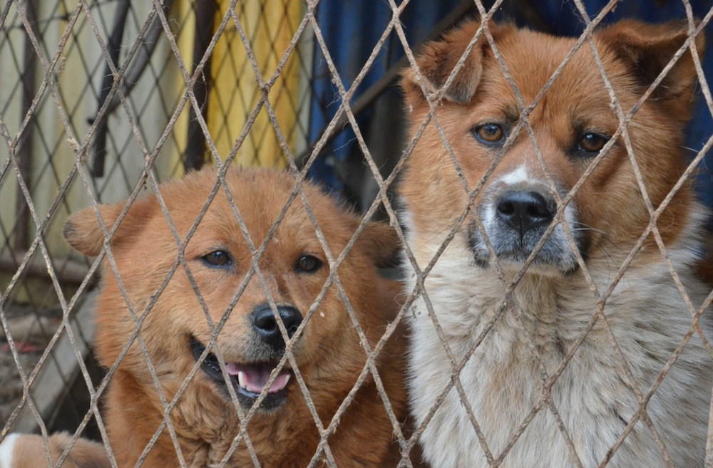 Serbie : euthanasies de masse dans un «camp pour chiens» à Požega