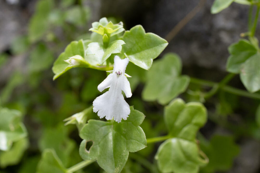Petrolamium crnojevicii