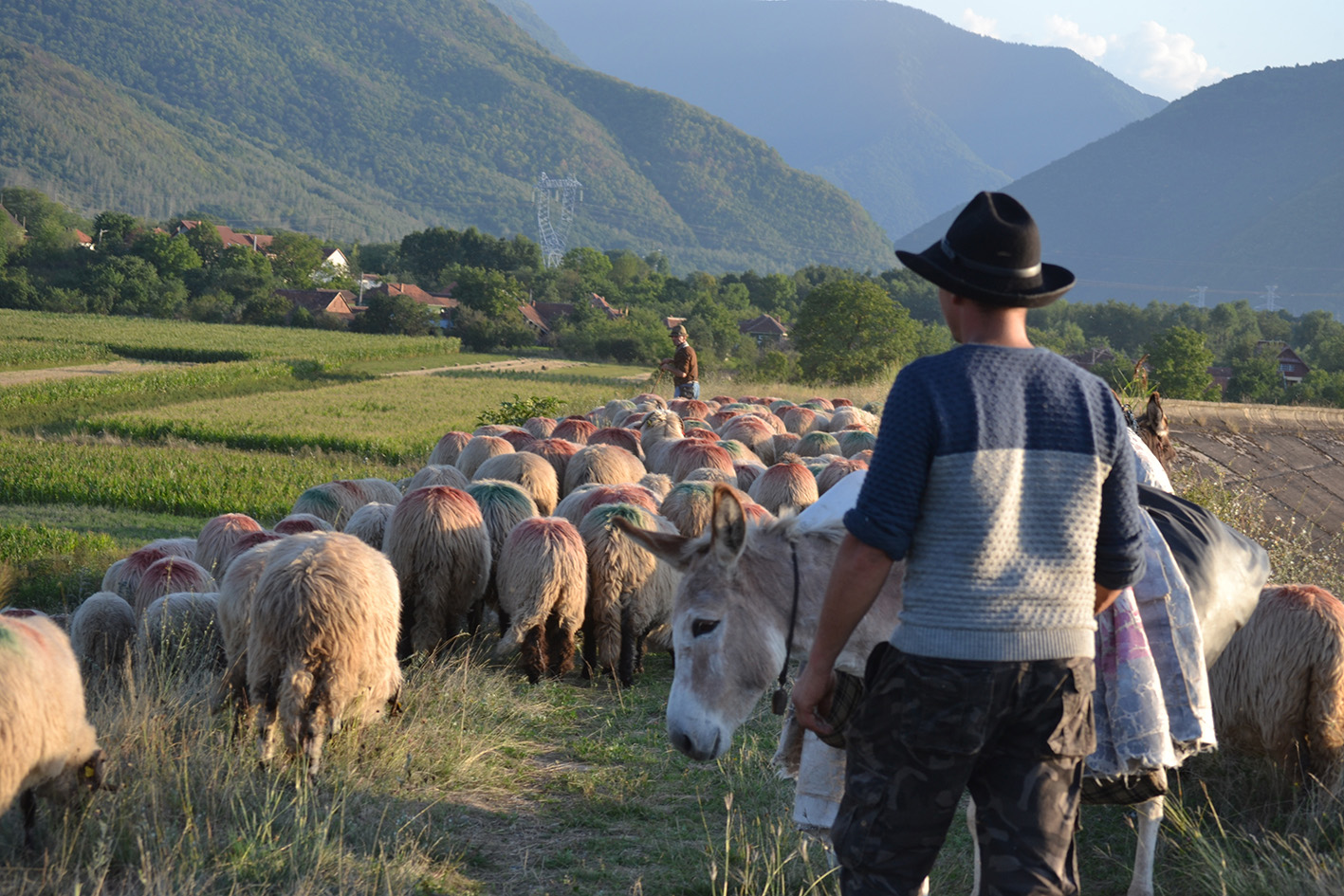 Roumanie : la transhumance, un héritage vivant au service de la biodiversité