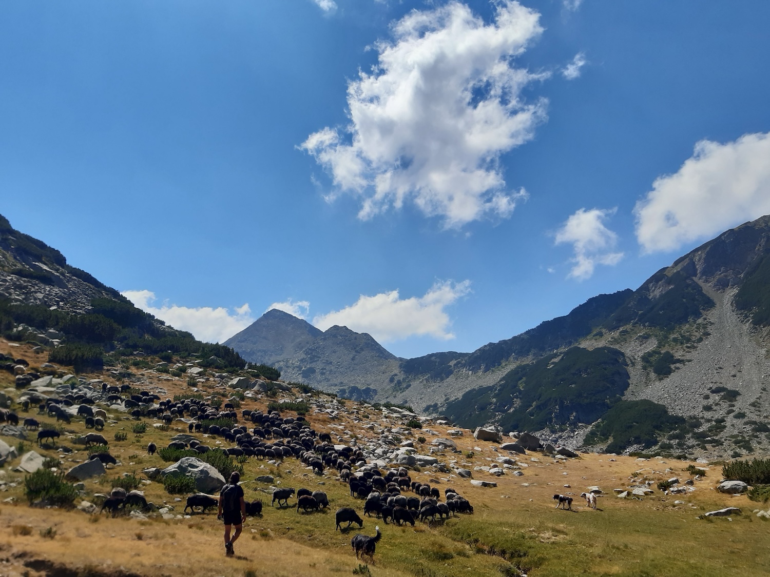Transhumance en Bulgarie : Kapka Kassabova et le souffle pastoral du vivant