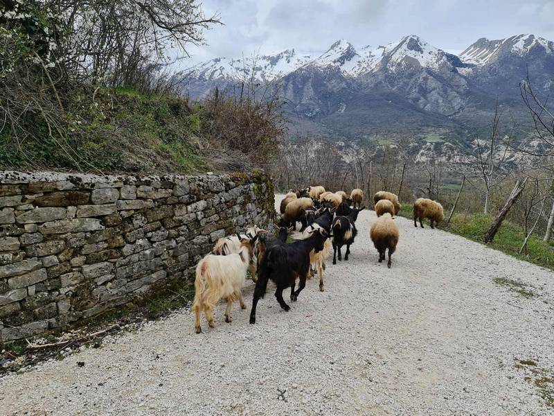 Albanie et Macédoine du Nord : un système rôdé de détournement de fonds européens pour la ruralité