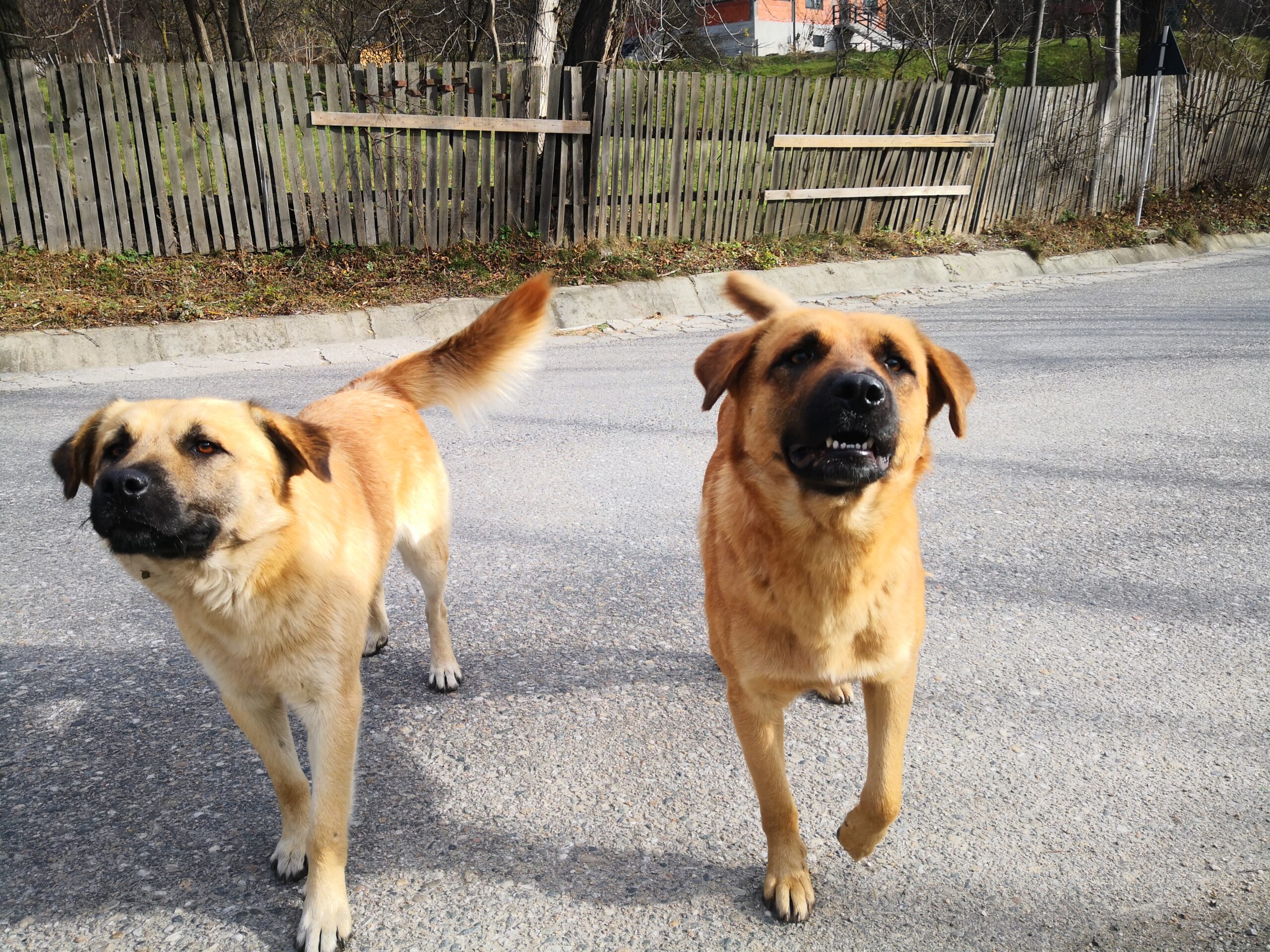 Roumanie : comment les chiens errants sont devenus un juteux business