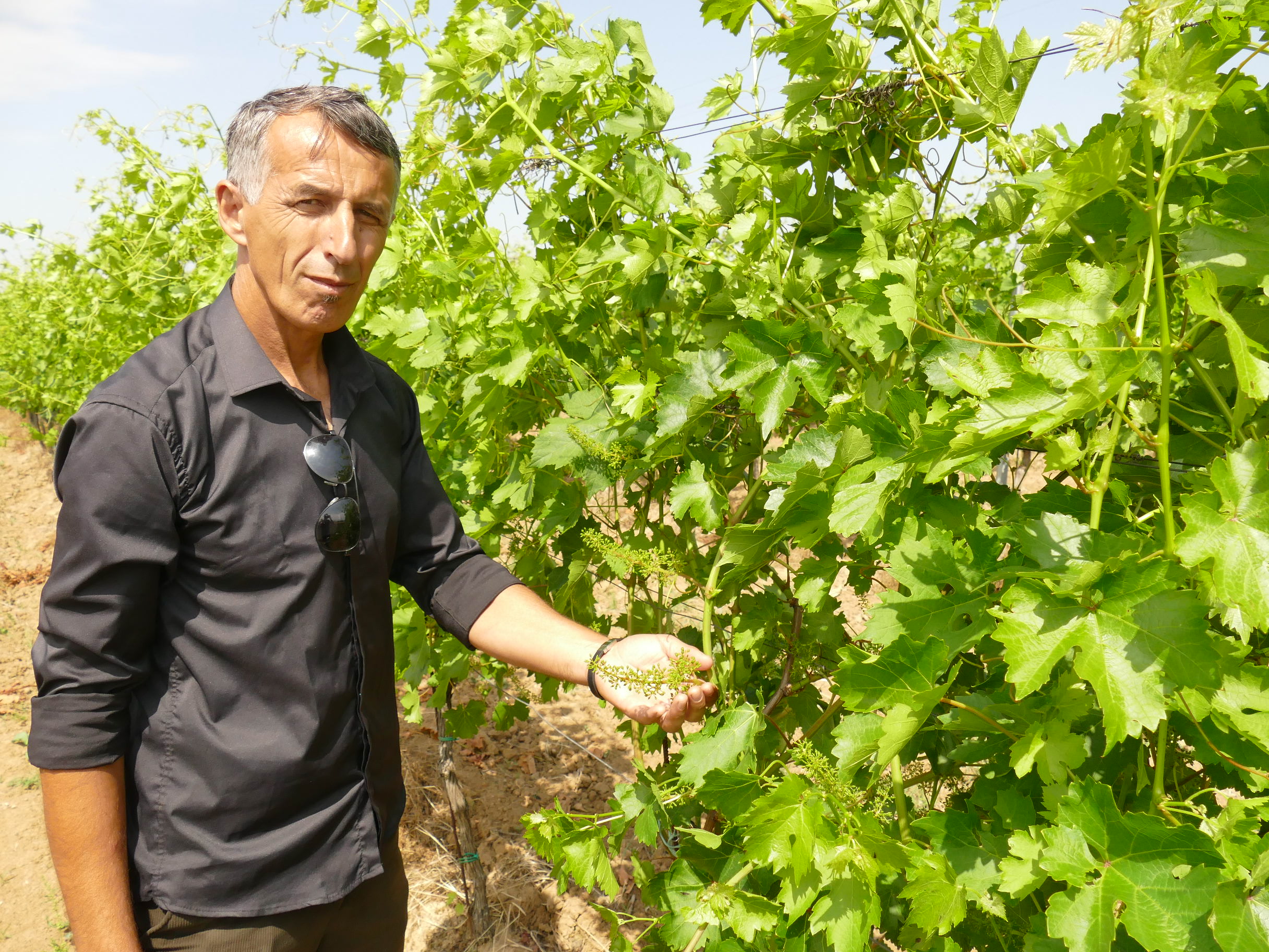 Agriculture au Kosovo (3/3) : à Suharekë, le renouveau de la viticulture