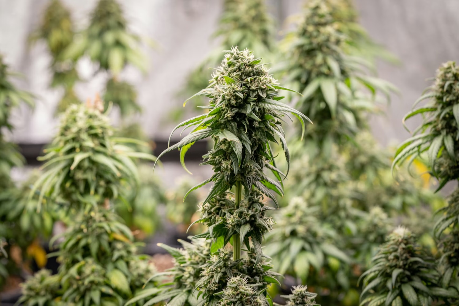 Cannabis médical : saisies record en Macédoine du Nord et en Serbie