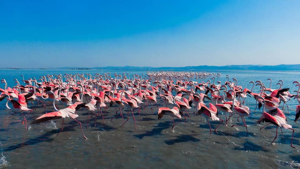 Les flamants roses sur la lagune de Narta, juin 2020.