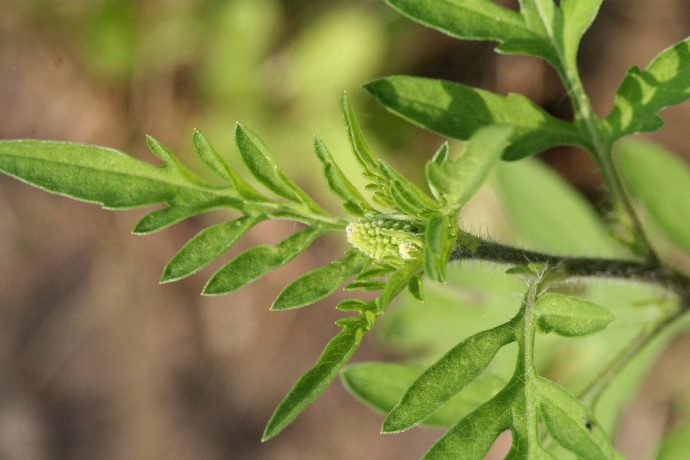 En Voïvodine et en Slavonie, l’ambroisie est le cauchemar des allergiques