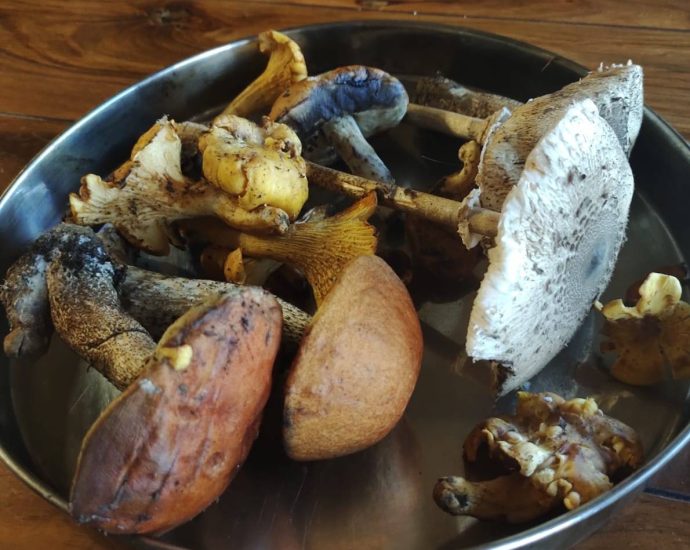 En Bosnie-Herzégovine, la cueillette des champignons alimente un marché noir vers l’Europe de l’ouest